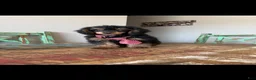 Miniature Poodle dogs for sale: Akc 🧬 Tested Clear Mini poodle Boy - Ad 8