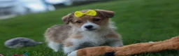 Corgipoo dogs for sale: NOEL - Ad 14
