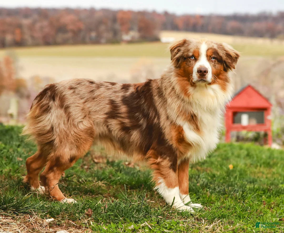 Australian Shepherd dogs for sale: Shadow - Ad 2