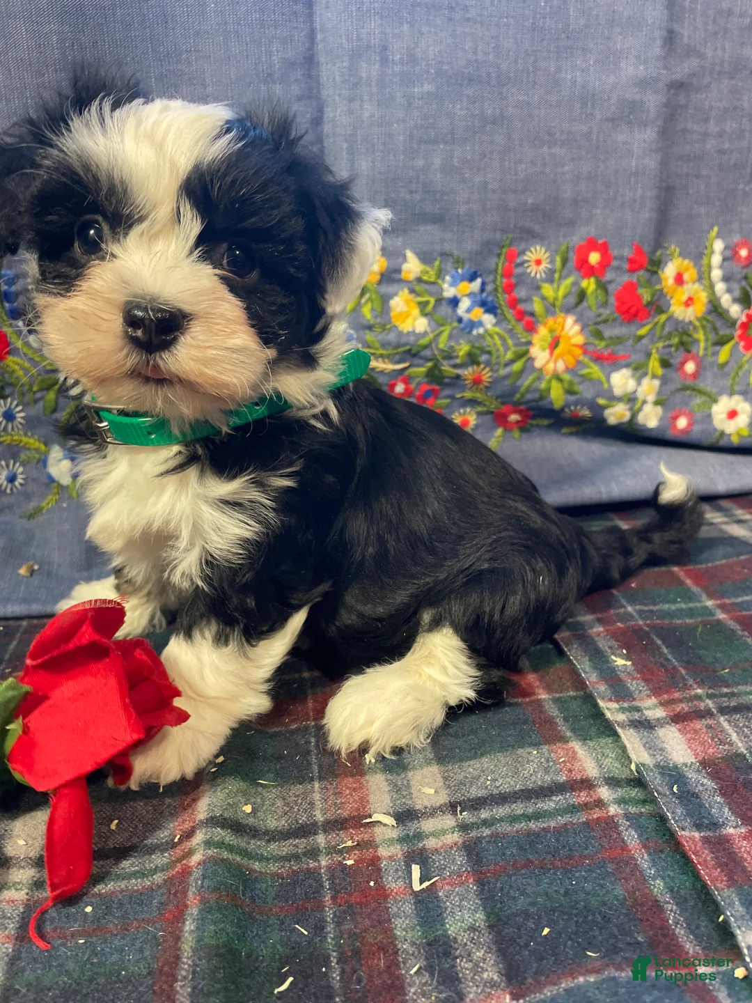 Havanese dogs for sale: Ziggy - Ad 4