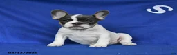 French Bulldog dogs for sale: Alex - Ad 4