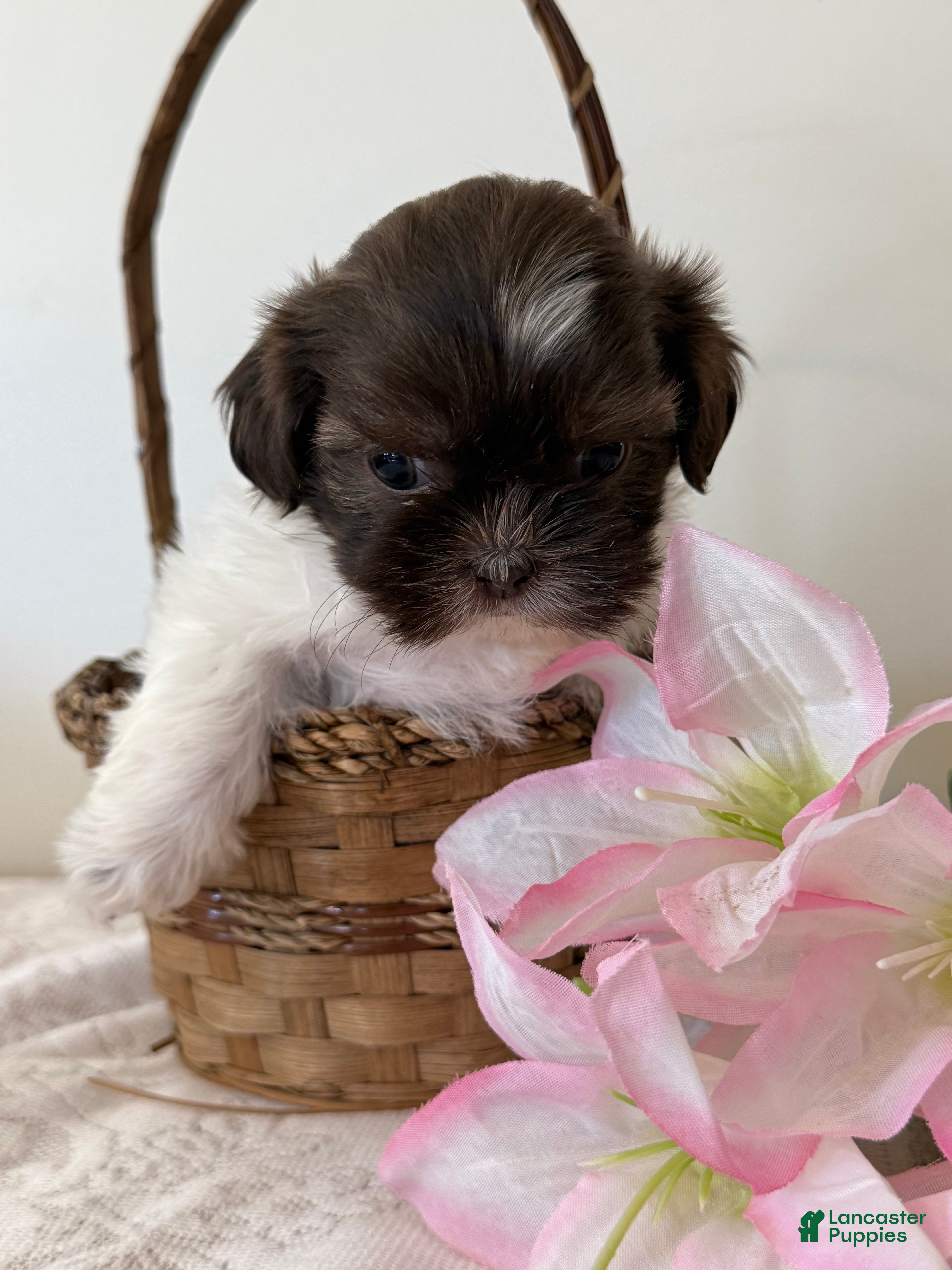 Shih Tzu dogs Guy Shih Tzu Puppy  - Ad 2