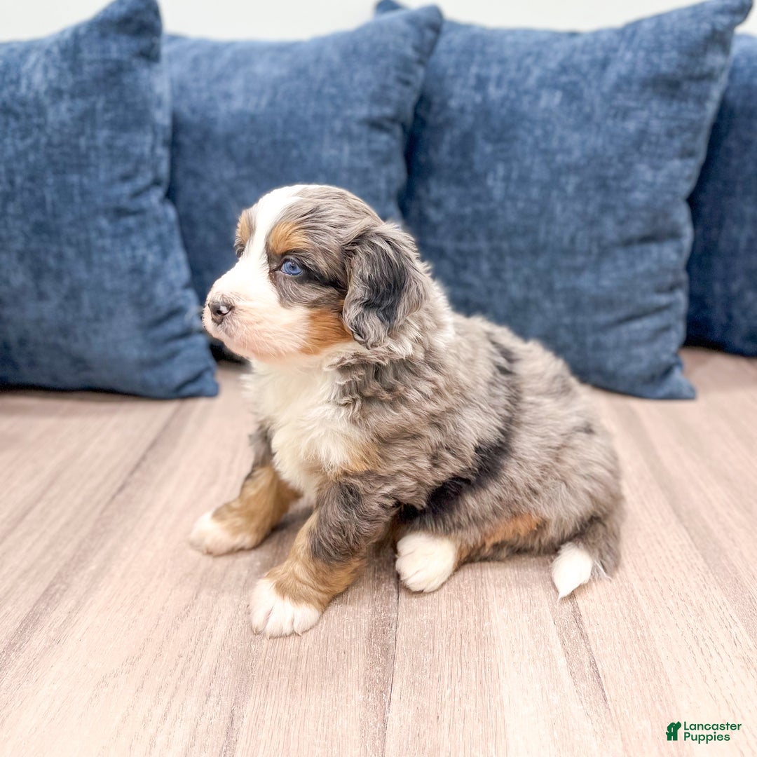 Mini Bernedoodle dogs for sale: Bentley - Ad 6