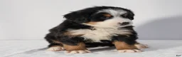 Bernese Mountain Dog dogs for sale: Ruby - Ad 4