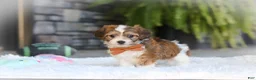 Cavachon dogs for sale: Braxton - Ad 6