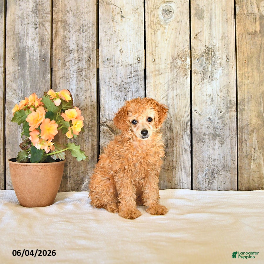 Miniature Poodle dogs for sale: Lupi - Ad 3