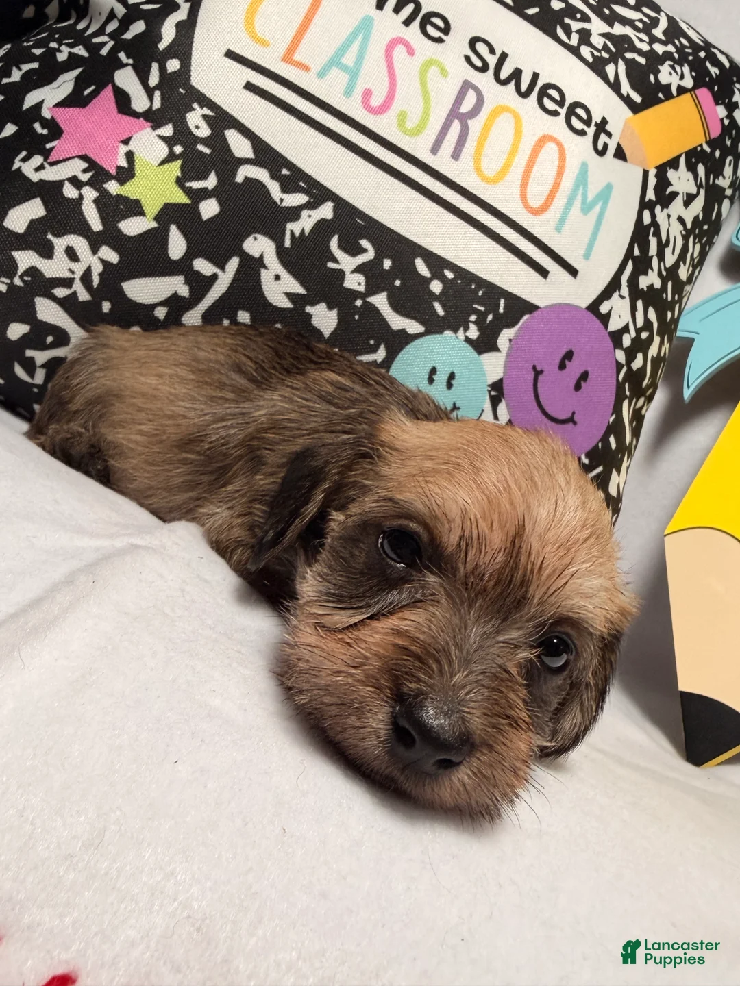Mixed Breed dogs for sale: Grumpy  - Ad 2