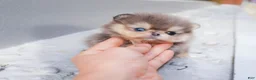 Pomeranian dogs for sale: Pomeranian 1 - Ad 1
