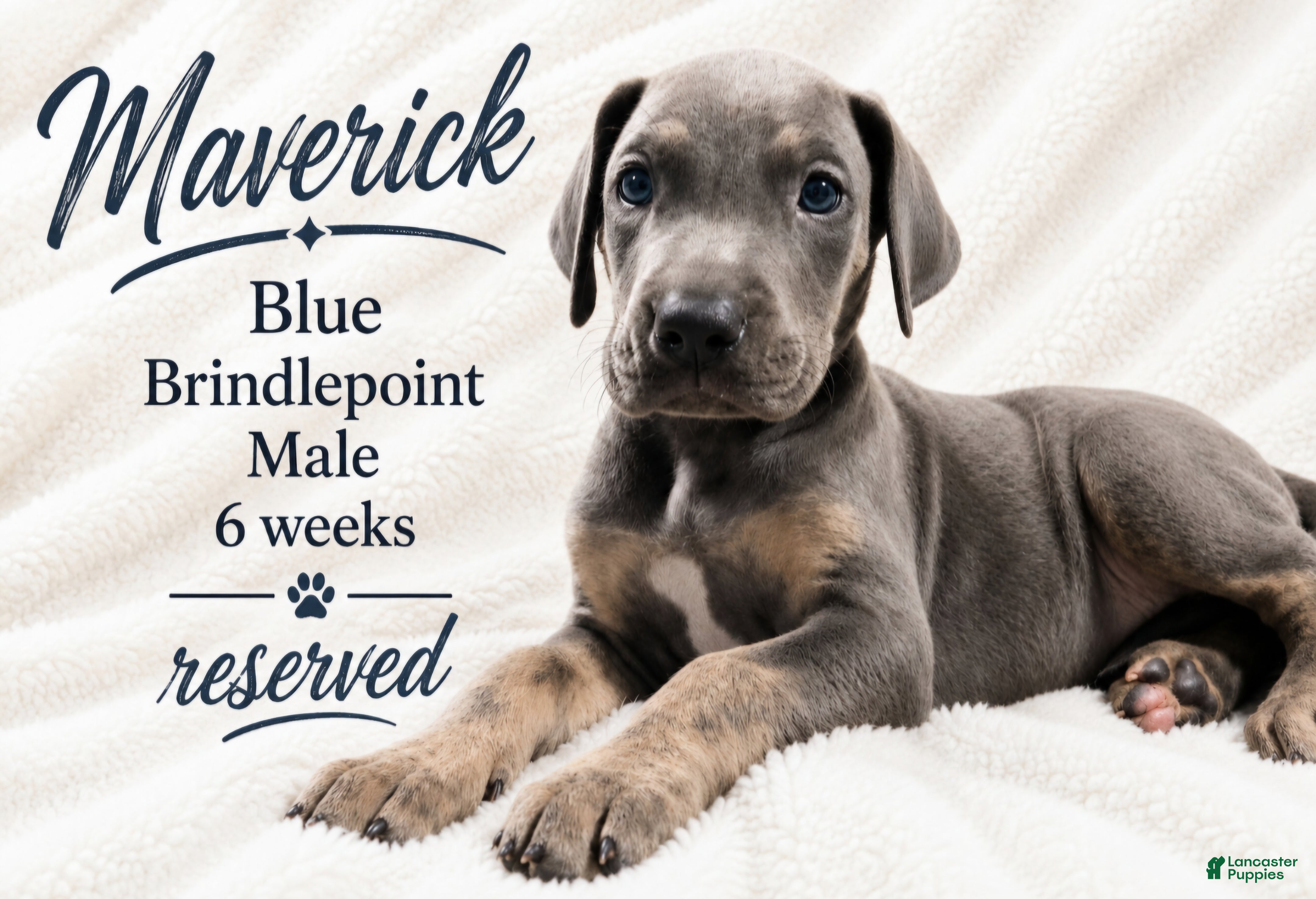 Great Dane dogs Sapphire  - Ad 12