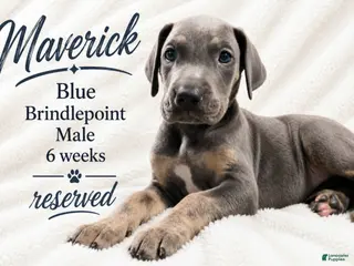 Great Dane dogs Sapphire - Ad 12