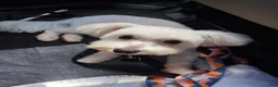 Maltese dogs for sale: Maltese 2 - Ad 2