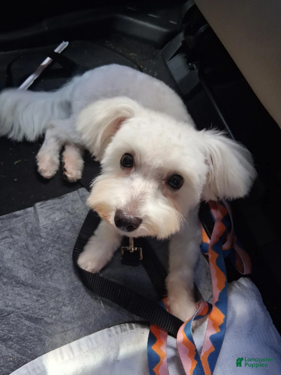 Maltese dogs for sale: Maltese 2 - Ad 2