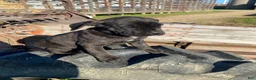 Cane Corso dogs for sale: Cookie - Ad 9