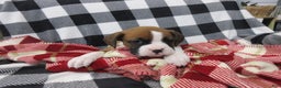 Boxer dogs for sale: Duke - Ad 6