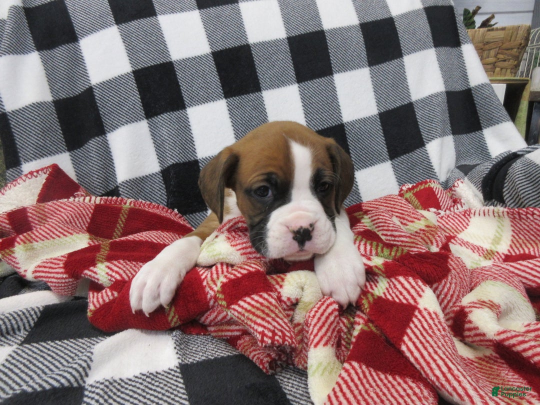 Boxer dogs for sale: Duke - Ad 6