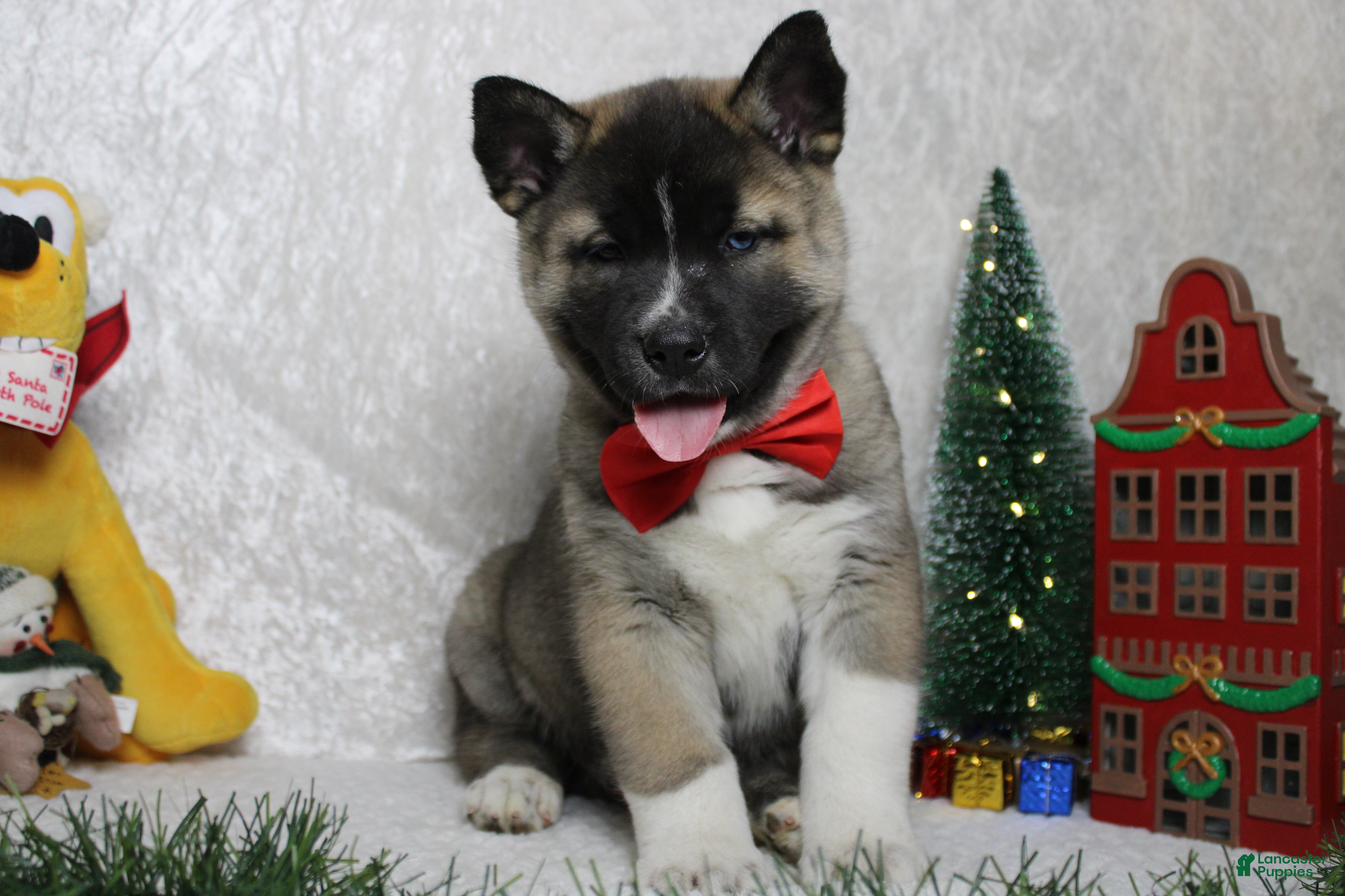 Pomsky dogs Rowan  - Ad 4