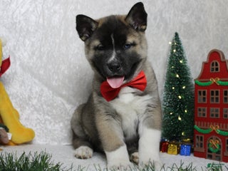 Pomsky dogs Rowan - Ad 1