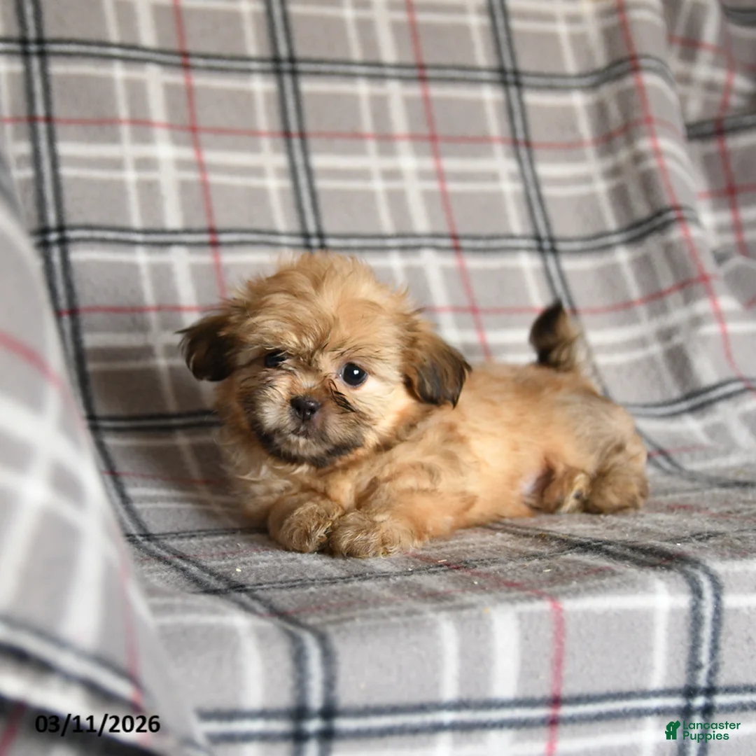 Shih Tzu dogs for sale: Zachary - Ad 5
