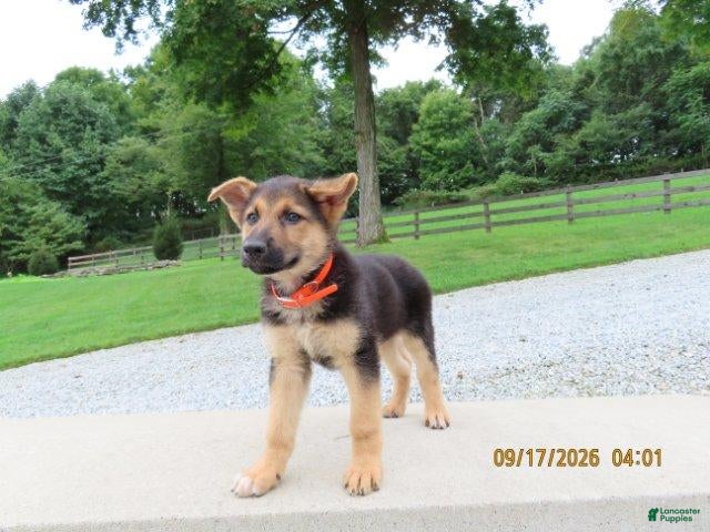 German Shepherd dogs Milo - Ad 1