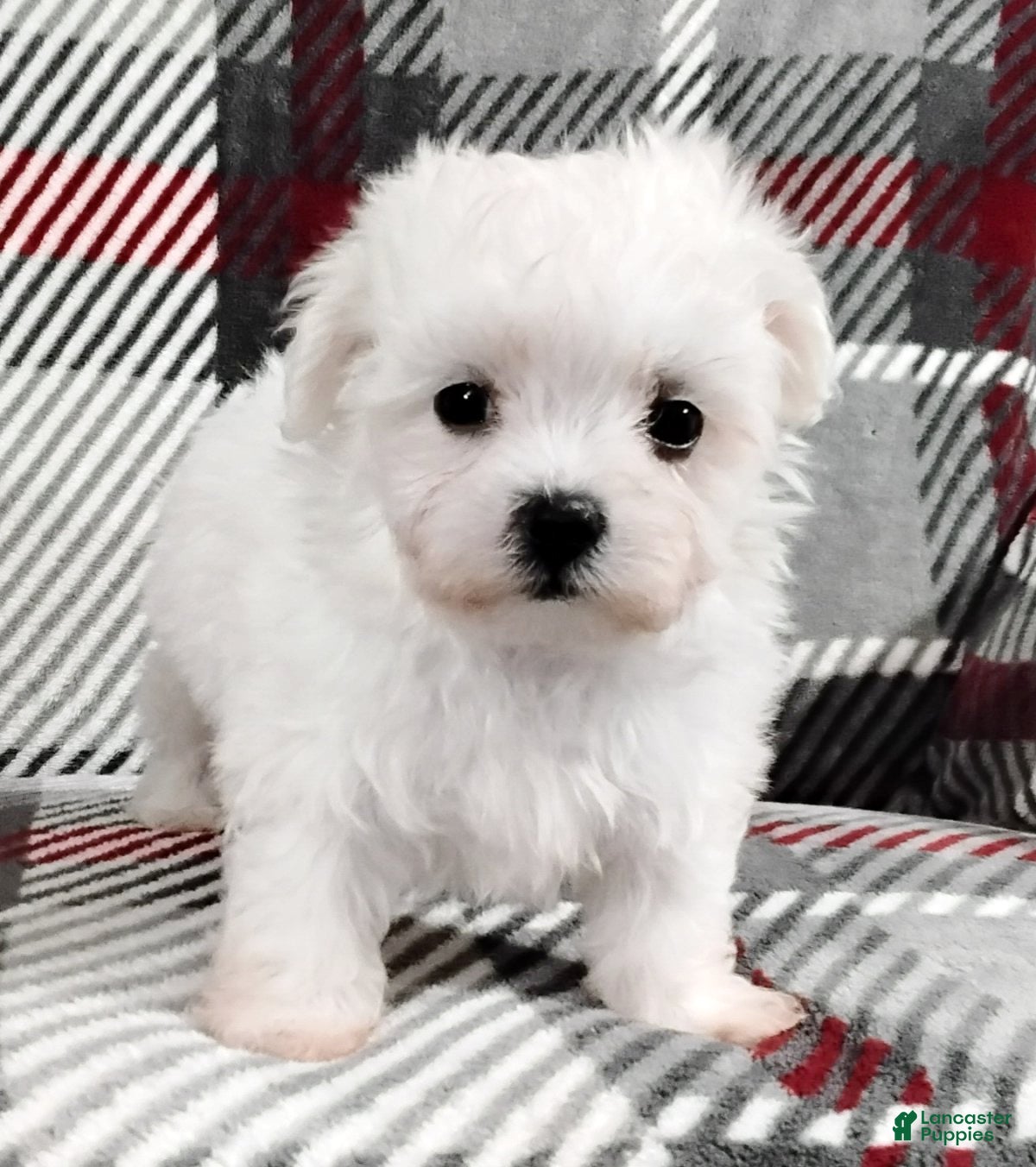 Maltese dogs Milo - Ad 8