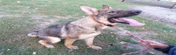 German Shepherd dogs for sale: German Shepherd Puppy 1 Smoke - Ad 4