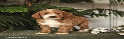 Cockapoo dogs for sale: Colby - Ad 2