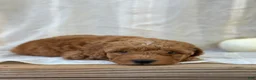 Mini Goldendoodle dogs for sale: Mini Goldendoodle 2 - Ad 7