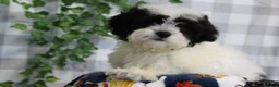 Bichpoo dogs for sale: Frosty - Ad 2