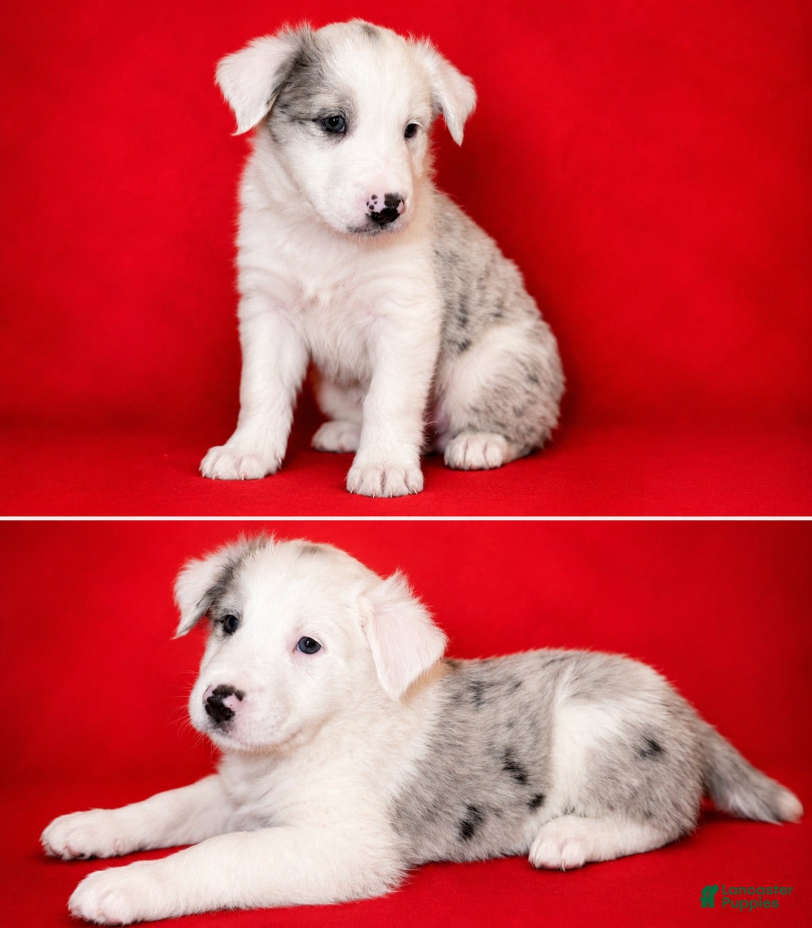 Border Collie dogs Rowdy - Ad 6
