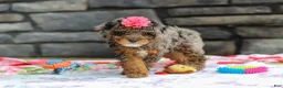 Miniature Poodle dogs for sale: Lexi - Ad 5