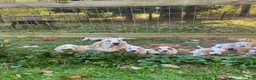 Basset Hound dogs for sale: Little Susie - Ad 6