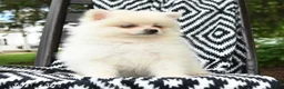Pomeranian dogs for sale: Gouda - Ad 5