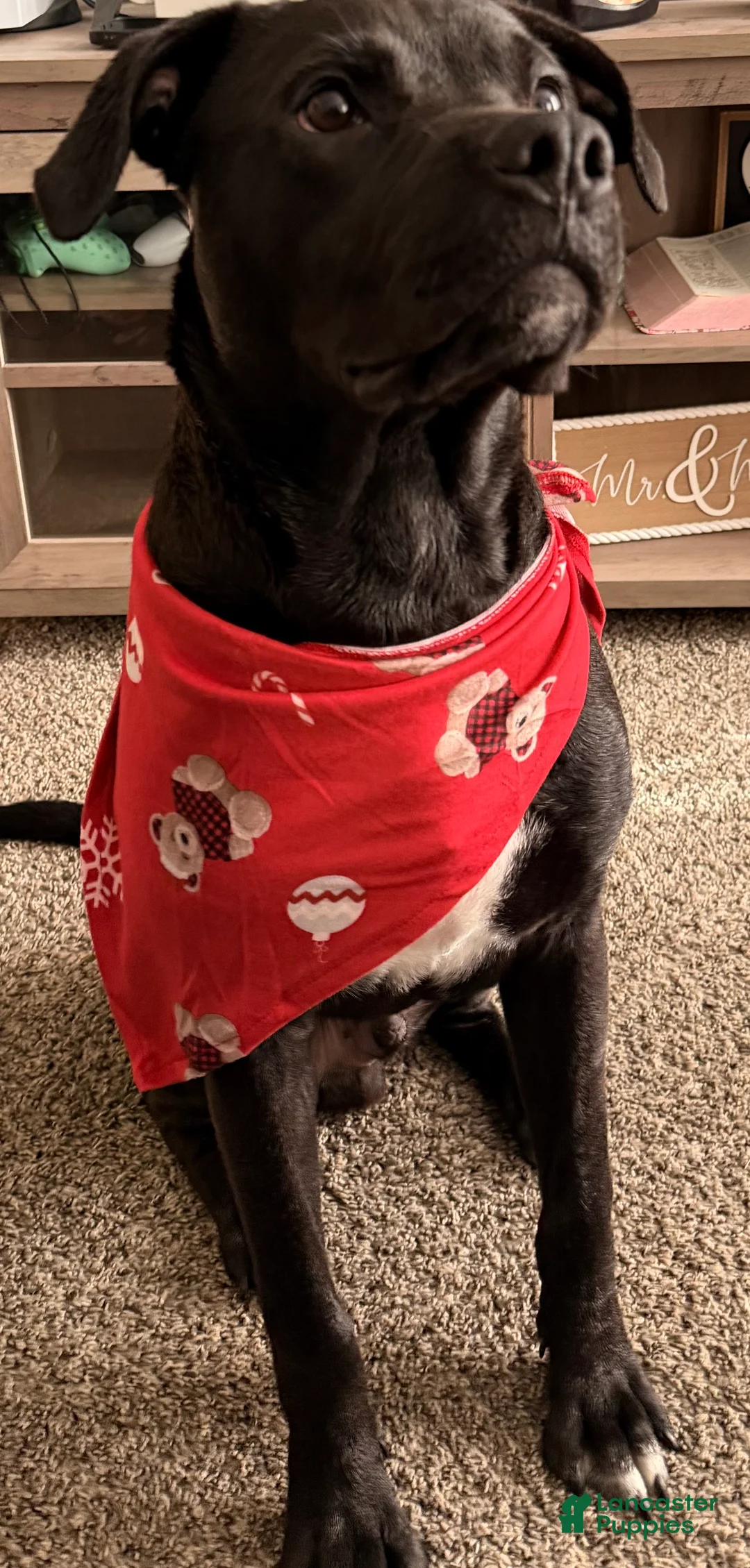 Mixed Breed dogs for sale: Mixed Breed Puppy 1 - Ad 2