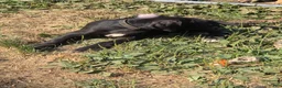 Great Dane dogs for sale: Great Dane 5 Black collar - Ad 4