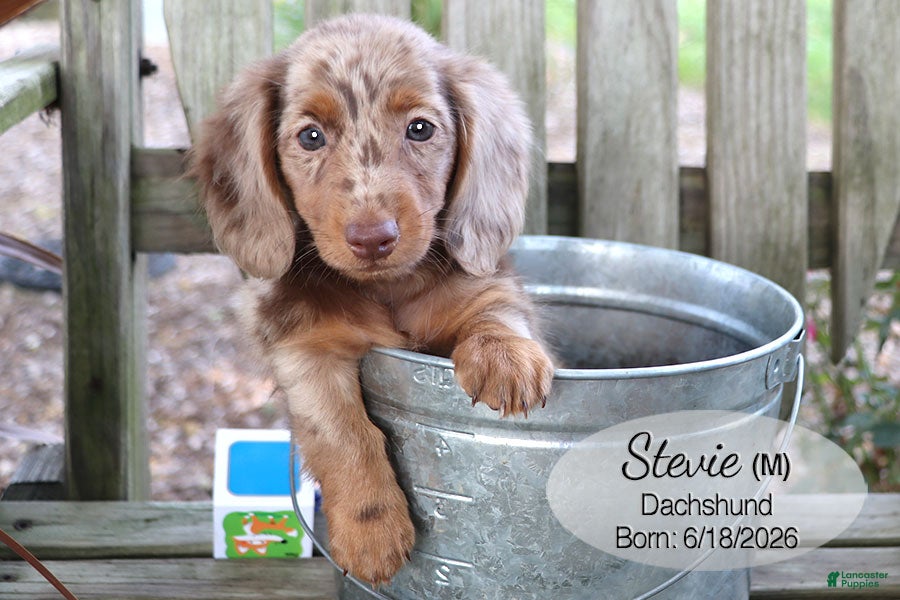 Dachshund dogs Stevie - Ad 1