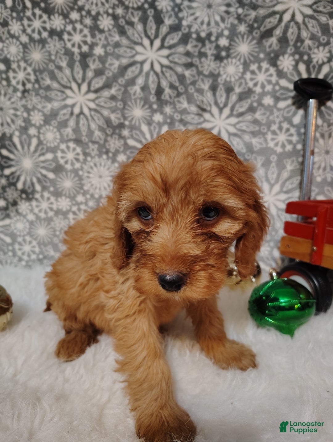 Irish Doodle dogs for sale: Ginger - Ad 4