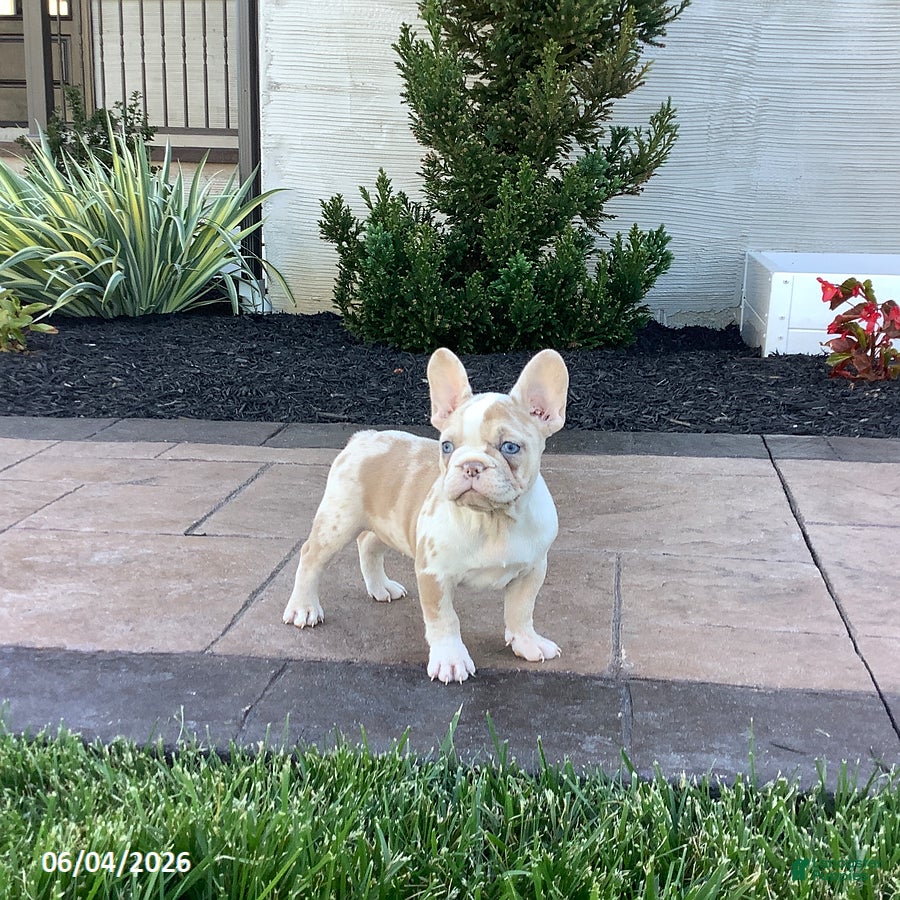 French Bulldog dogs for sale: Alexis - Ad 1
