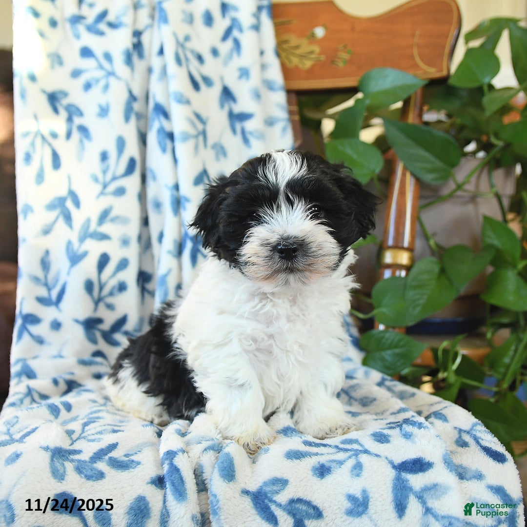 Havanese dogs for sale: Clair - Ad 2