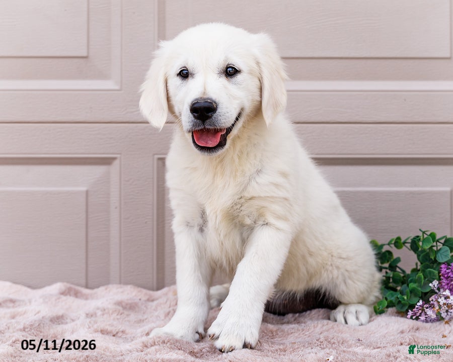 Golden Retriever dogs Missy - Ad 1