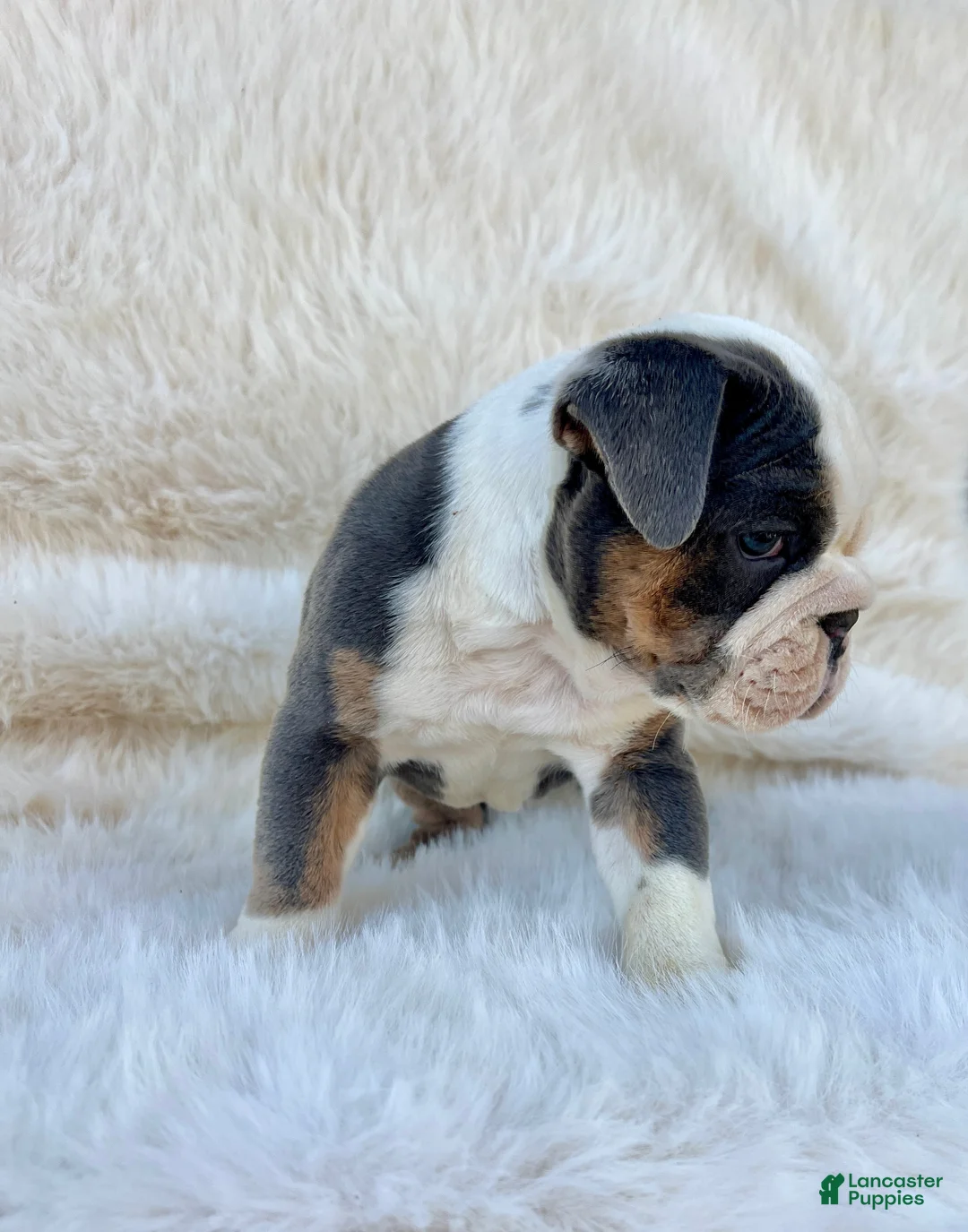 English Bulldog dogs for sale: English Bulldog Puppy 1 - Ad 2