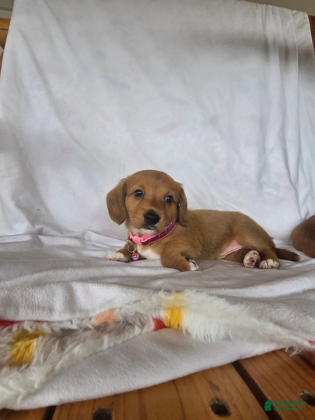Miniature Dachshund dogs for sale: Peanut - Ad 2