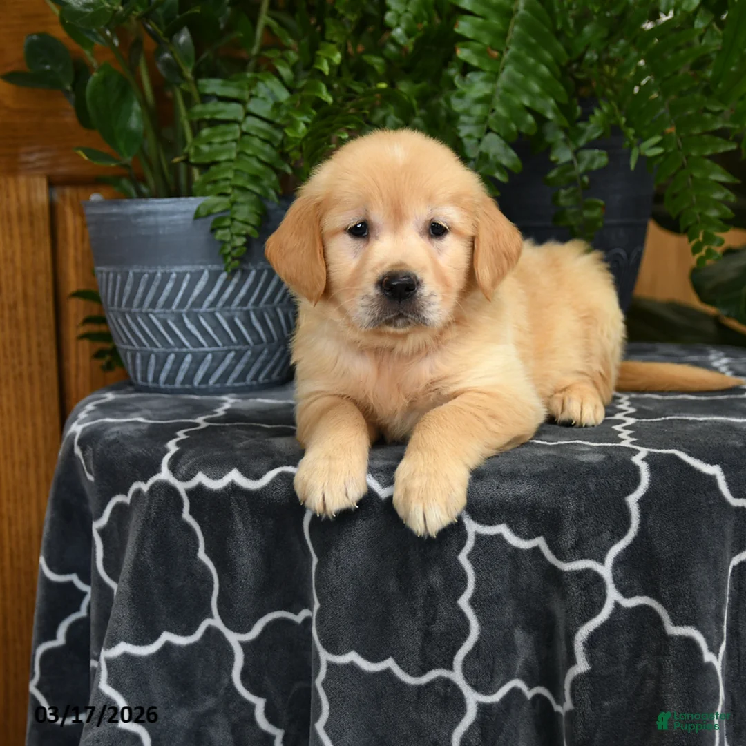 Golden Retriever dogs for sale: Hilda - Ad 3