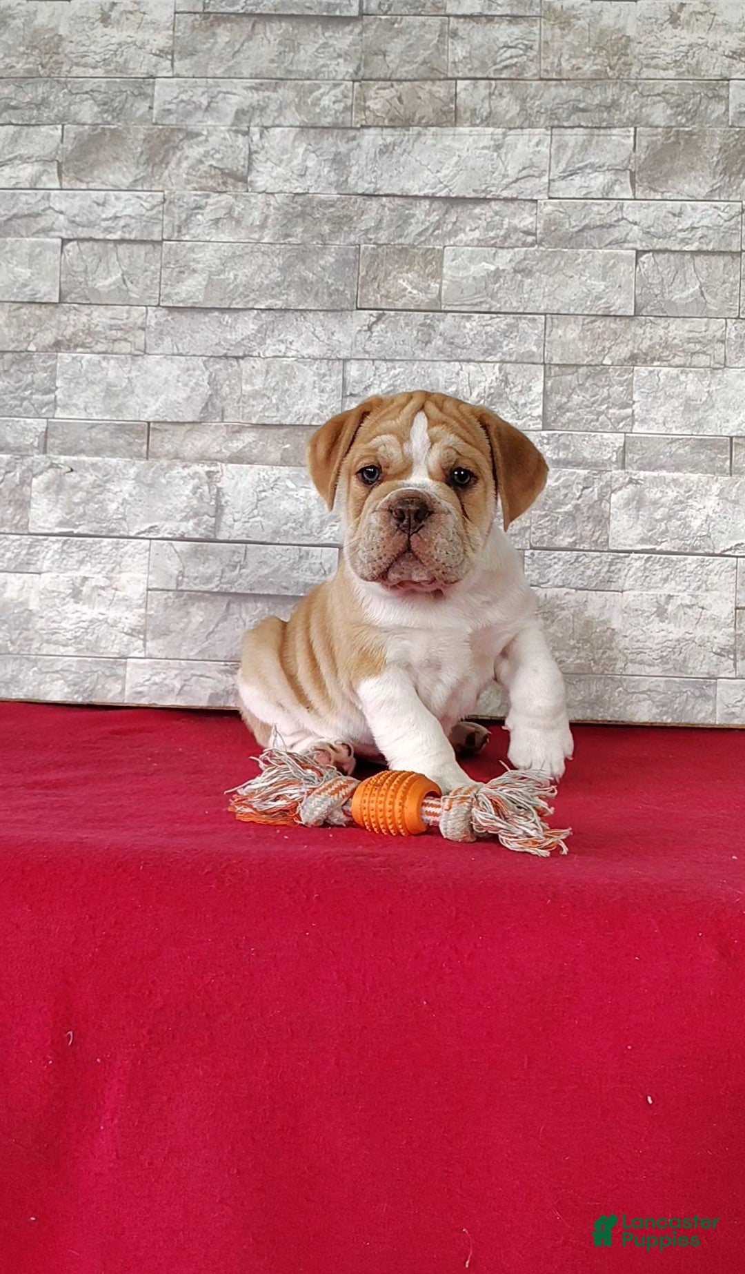 Beabull dogs Riley - Ad 1