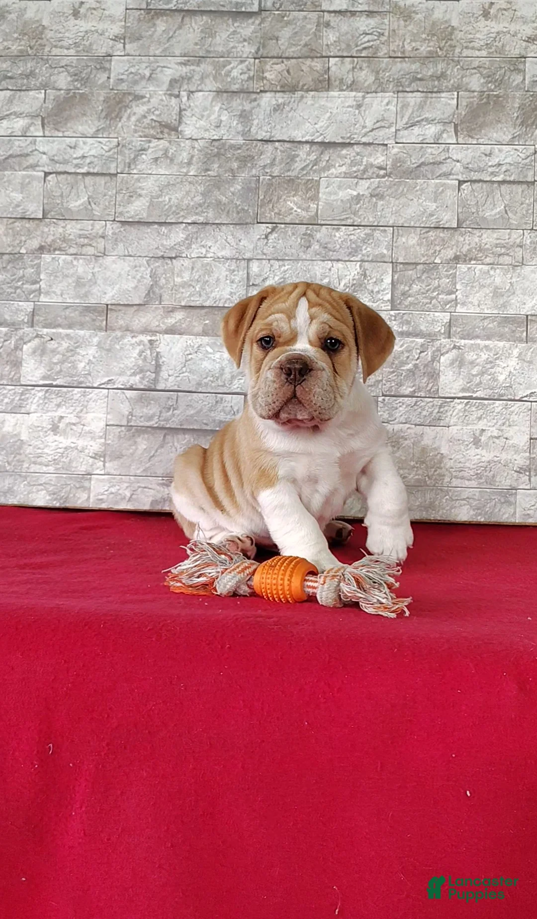 Beabull dogs for sale: Riley - Ad 1