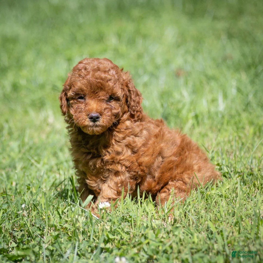 Miniature Poodle dogs for sale: Kayla Miniature Poodle  - Ad 1