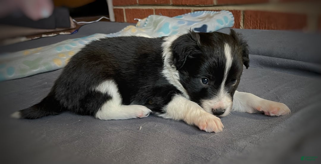 Mixed Breed dogs for sale: Zig Zig - Ad 2