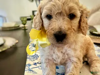 Goldendoodle dogs for sale: Goldendoodle Honey- Yellow - Ad 1