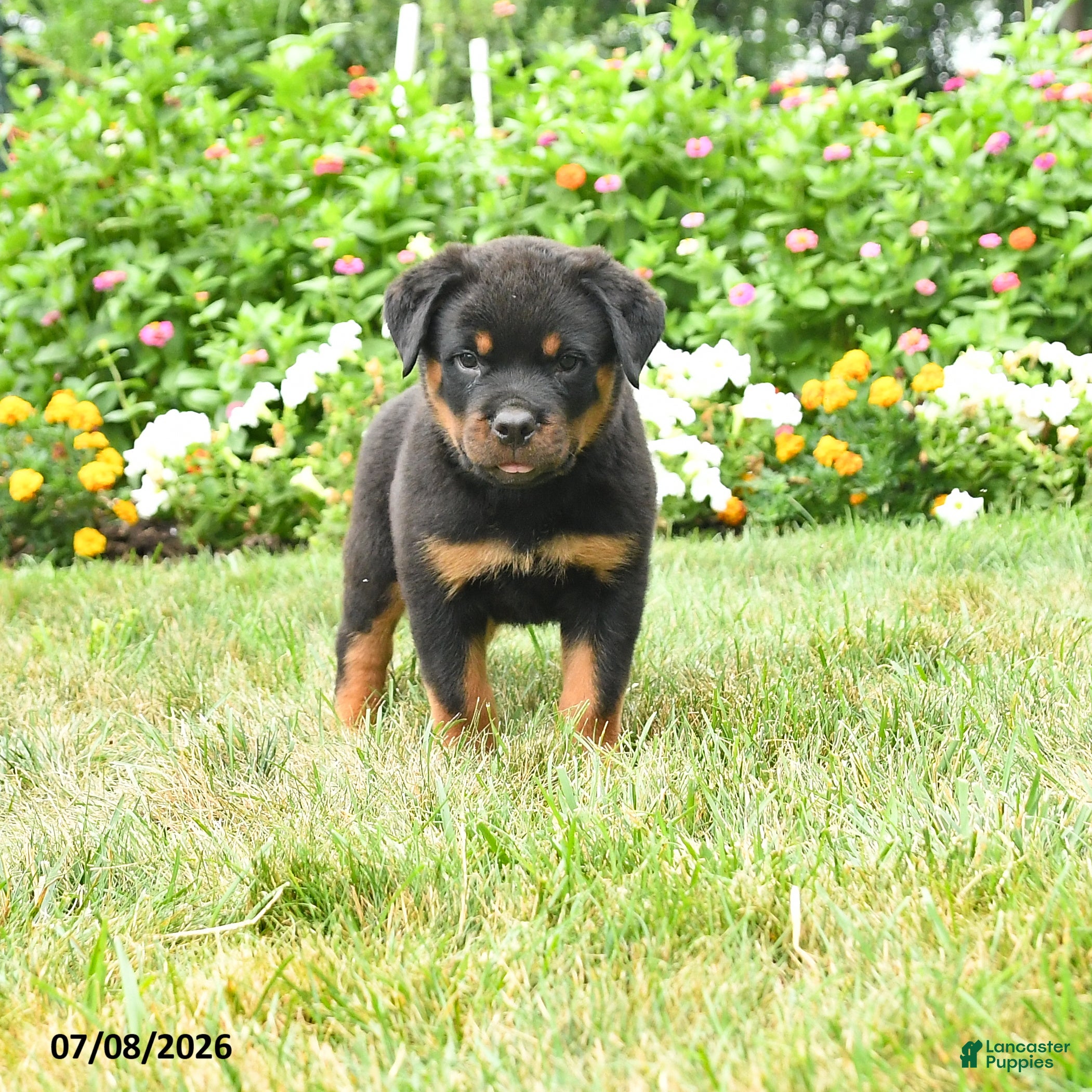 Rottweiler dogs Knox - Ad 1