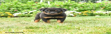 Knox