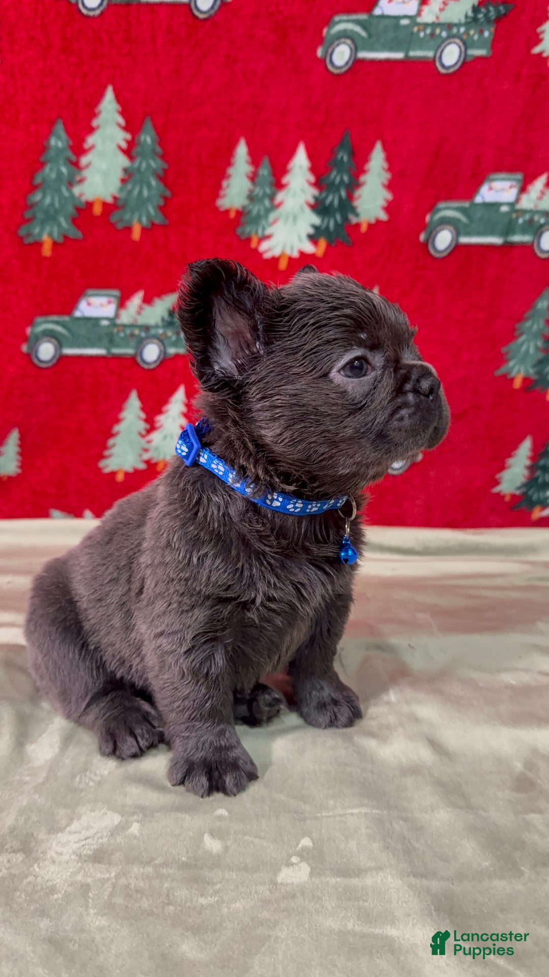French Bulldog dogs for sale: 💙 Frost - Ad 1